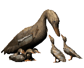 3D GIF of a duck and her ducklings.