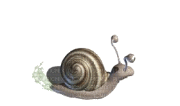 A gif of a snail going in a circle